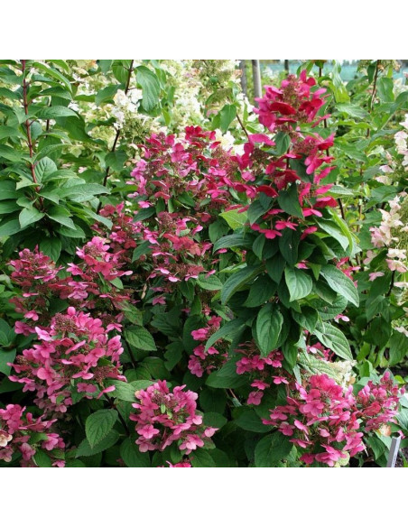 Hortensja bukietowa Magical Flame PBR Hydrangea paniculata