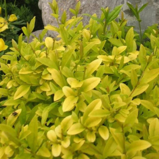 Ligustr pospolity Aureum Ligustrum vulgare