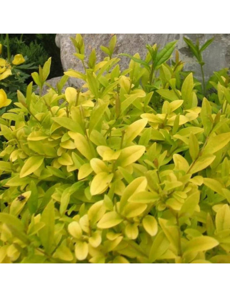 Ligustr pospolity Aureum Ligustrum vulgare