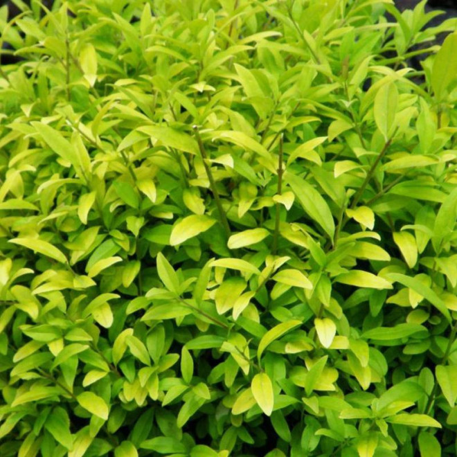 Aureum Ligustrum vulgare Ligustr pospolity