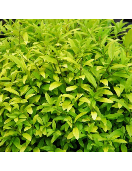 Aureum Ligustrum vulgare Ligustr pospolity