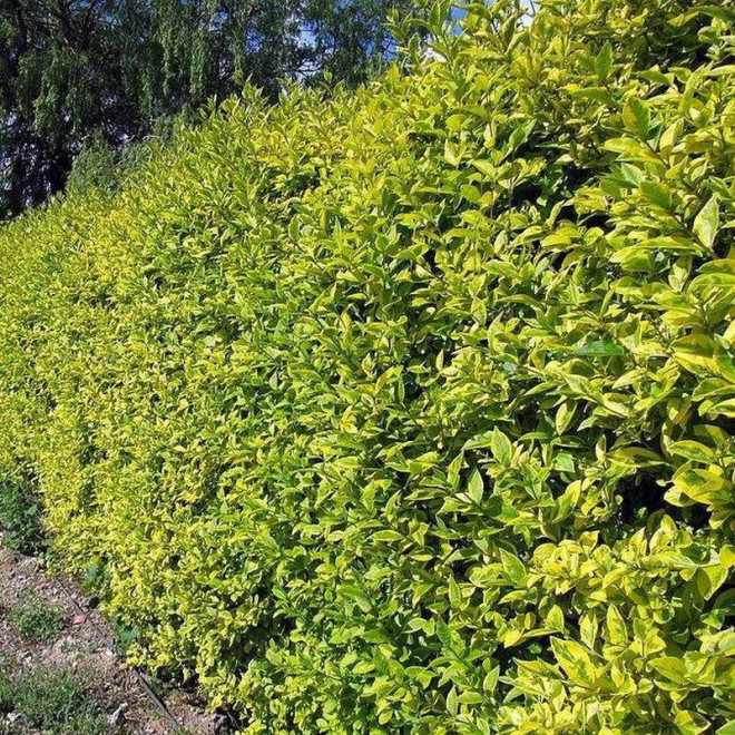 Ligustr pospolity Ligustrum vulgare Aureum