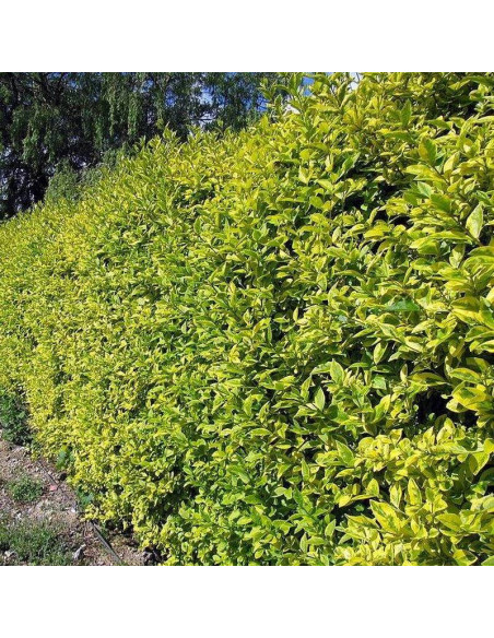 Ligustr pospolity Ligustrum vulgare Aureum