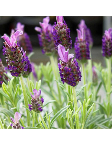 Lawenda francuska Victory Lavandula stoechas