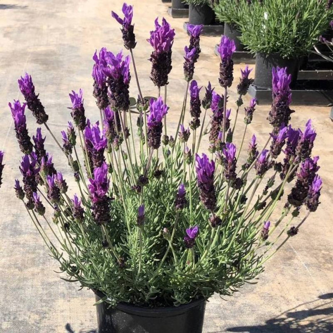 Victory Lavandula stoechas Lawenda francuska