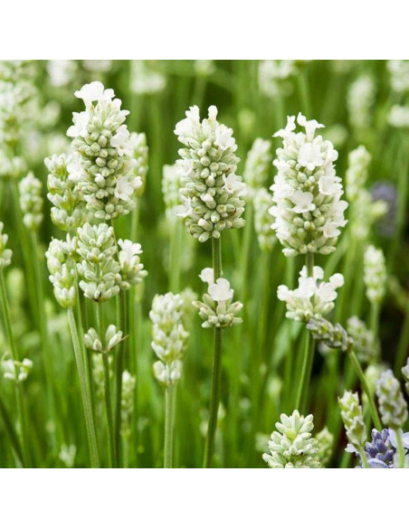 Lawenda wąskolistna Alba Lavandula angustifolia