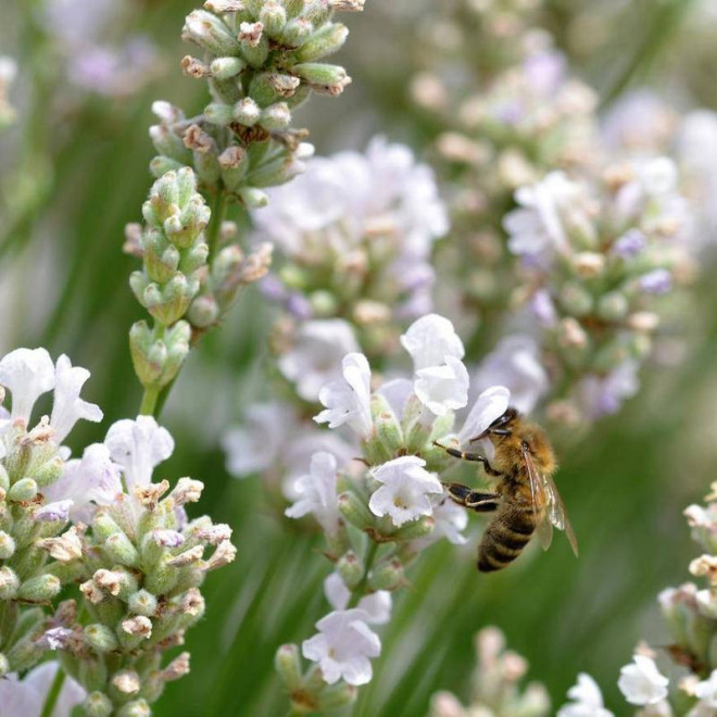Alba Lavandula angustifolia Lawenda wąskolistna