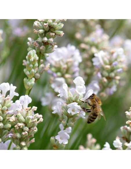 Alba Lavandula angustifolia Lawenda wąskolistna