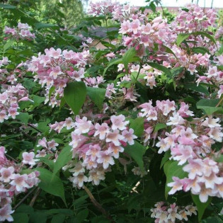 Kolkwicja chińska Kolkwitzia amabilis