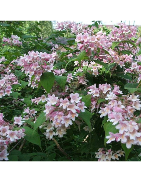 Kolkwicja chińska Kolkwitzia amabilis