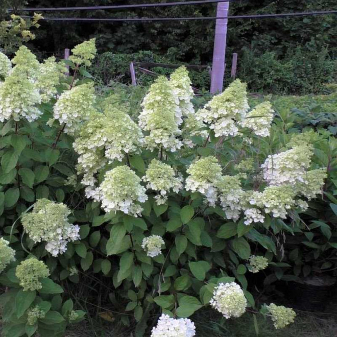 Magical Moonlight PBR Hortensja bukietowa hydrangea paniculata