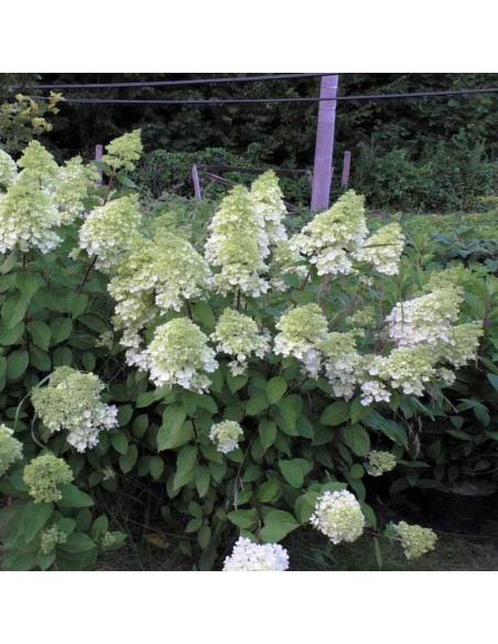 Magical Moonlight PBR Hortensja bukietowa hydrangea paniculata