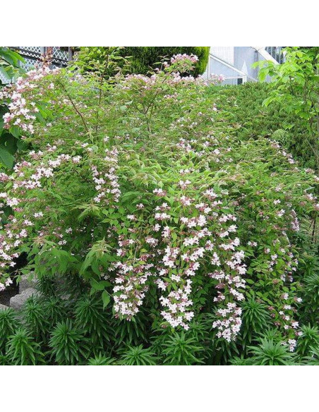 Kolkwitzia amabilis Kolkwicja chińska