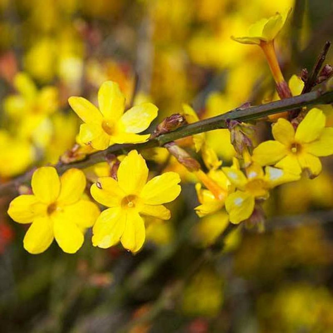 Jaśmin nagokwiatowy Jasminum nudiflorum