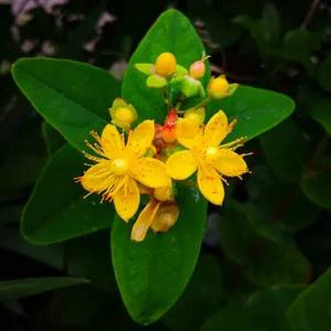 Dziurawiec bezwonny Loke Hypericum inodorum