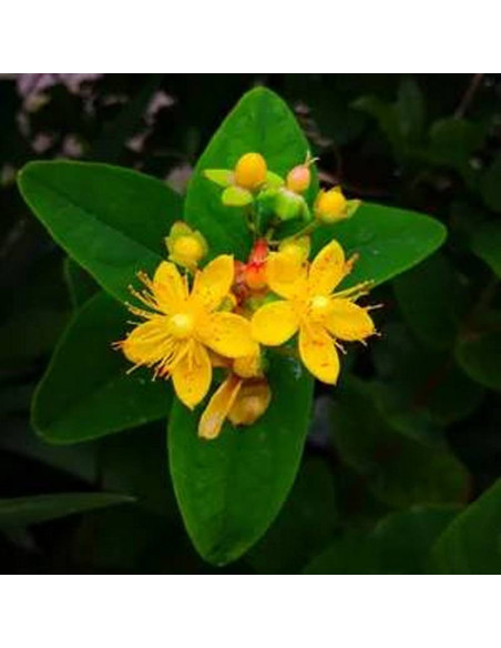 Dziurawiec bezwonny Loke Hypericum inodorum