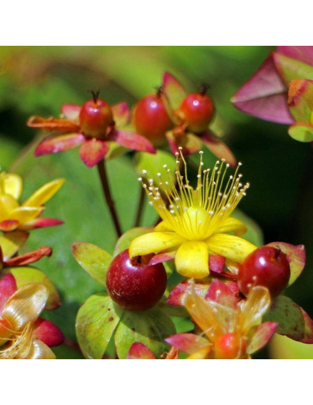 Loke Hypericum inodorum Dziurawiec bezwonny