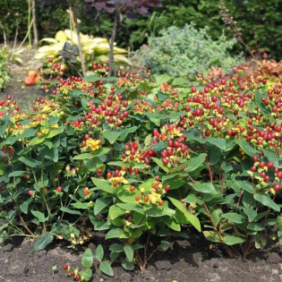 Dziurawiec bezwonny Excellent Flair Hypericum inodorum