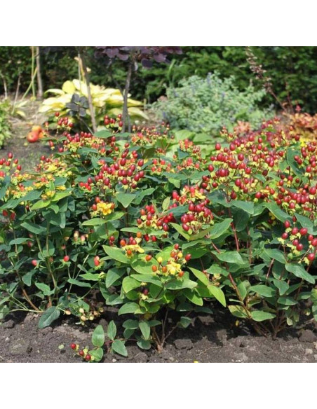 Dziurawiec bezwonny Excellent Flair Hypericum inodorum