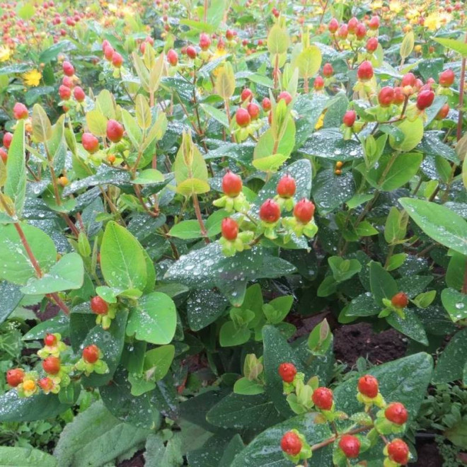 Excellent Flair Hypericum inodorum Dziurawiec bezwonny