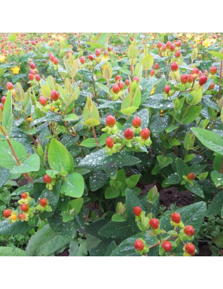 Excellent Flair Hypericum inodorum Dziurawiec bezwonny