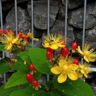 Dziurawiec bezwonny Autumn Blaze Hypericum inodorum