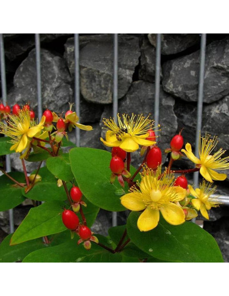 Dziurawiec bezwonny Autumn Blaze Hypericum inodorum