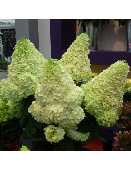 Hortensja bukietowa Magical Moonlight PBR hydrangea paniculata