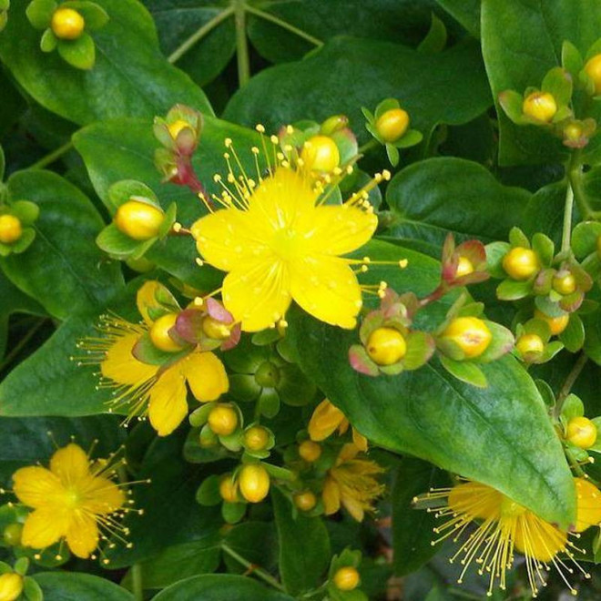 Autumn Blaze Hypericum inodorum Dziurawiec bezwonny