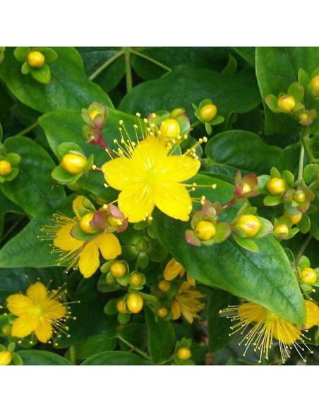 Autumn Blaze Hypericum inodorum Dziurawiec bezwonny