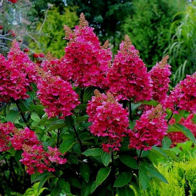 Hortensja bukietowa Wim’s Red PBR Hydrangea paniculata