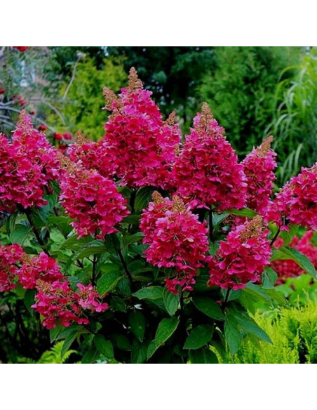 Hortensja bukietowa Wim’s Red PBR Hydrangea paniculata