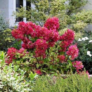 Wim’s Red PBR Hydrangea paniculata Hortensja bukietowa