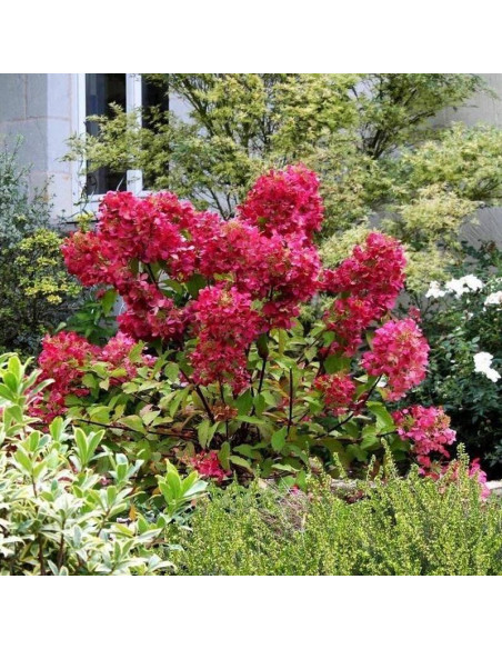 Wim’s Red PBR Hydrangea paniculata Hortensja bukietowa
