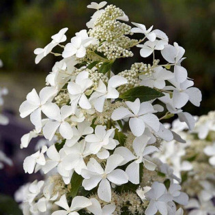 LEVANA Cov PBR Hydrangea paniculata Hortensja Bukietowa