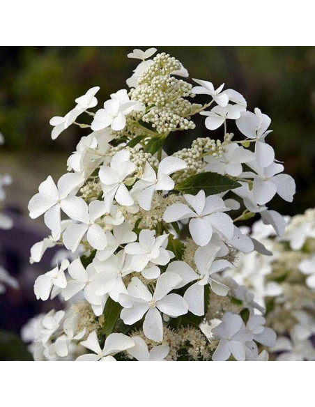LEVANA Cov PBR Hydrangea paniculata Hortensja Bukietowa