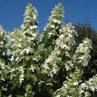 LEVANA Cov PBR Hydrangea paniculata Hortensja Bukietowa 2