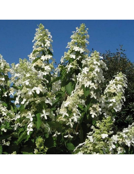 Hortensja Bukietowa LEVANA Cov PBR Hydrangea paniculata