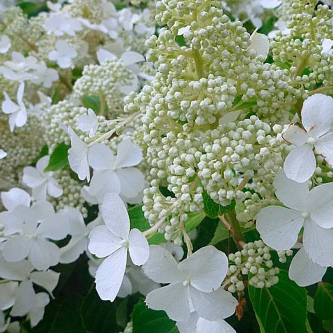 Hortensja Bukietowa Hydrangea paniculata LEVANA Cov PBR