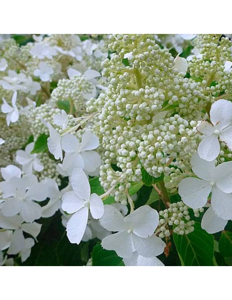Hortensja Bukietowa Hydrangea paniculata LEVANA Cov PBR