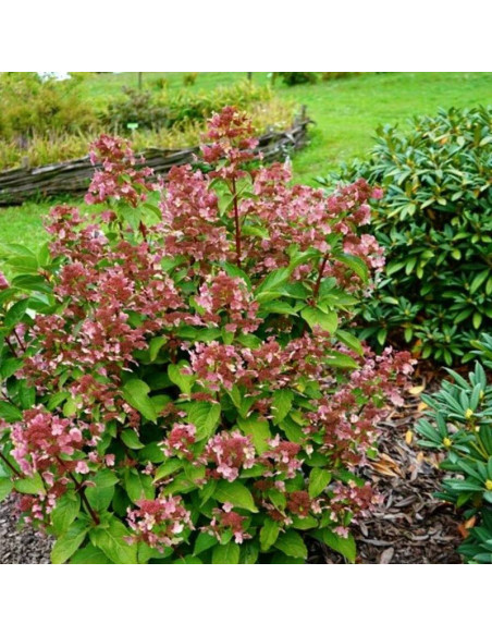 Hortensja bukietowa Dharuma Hydrangea paniculata