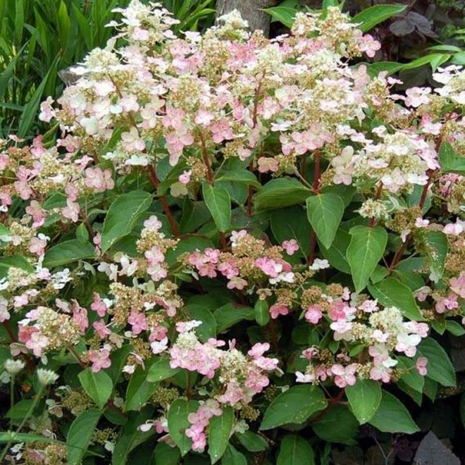 Dharuma Hydrangea paniculata Hortensja bukietowa