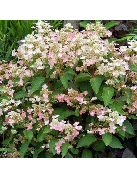 Dharuma Hydrangea paniculata Hortensja bukietowa