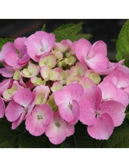 Messelina Hydrangea macrophylla Hortensja ogrodowa