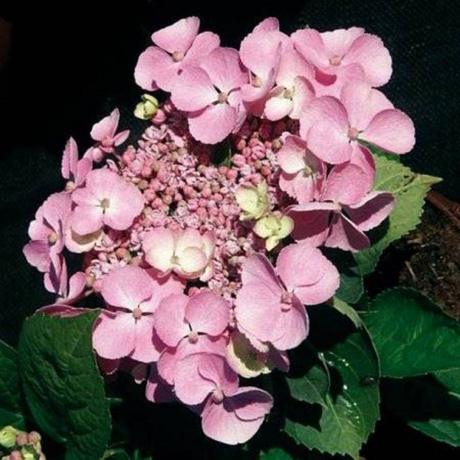 Hortensja ogrodowa Messelina Hydrangea macrophylla
