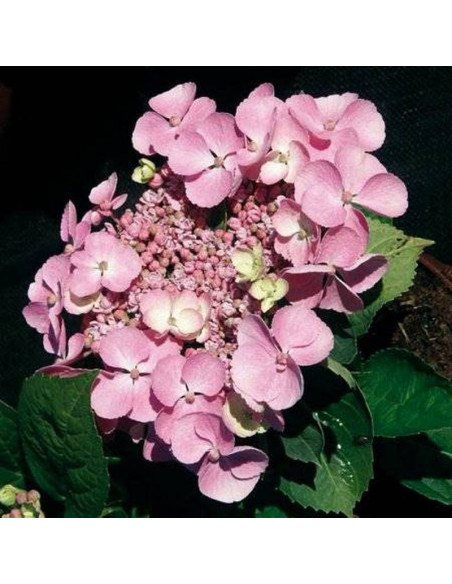 Hortensja ogrodowa Messelina Hydrangea macrophylla