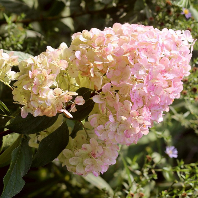 Hortensja bukietowa Magical Sweet Summer PBR Hydrangea paniculata