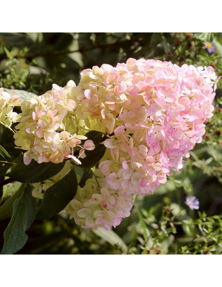 Hortensja bukietowa Magical Sweet Summer PBR Hydrangea paniculata