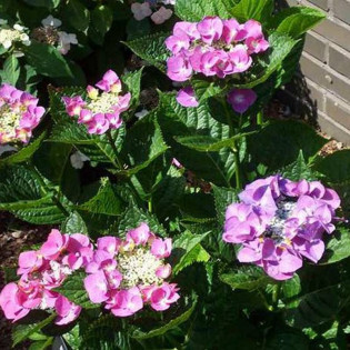 Hortensja ogrodowa Fasan Hydrangea macrophylla