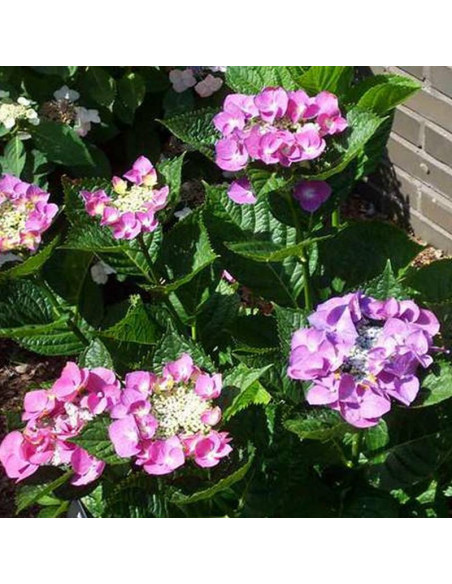 Hortensja ogrodowa Fasan Hydrangea macrophylla